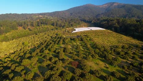 Luftparallaxe-Mit-Blick-Auf-Die-Berge-Der-Hass-Avocado-Ranch-In-Michoacán,-Mexiko