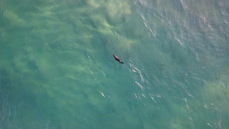 Vista-Aérea-De-Una-Cría-De-Foca-Sobre-La-Superficie-De-Un-Océano-Claro-En-Gold-Coast,-Queensland,-Australia