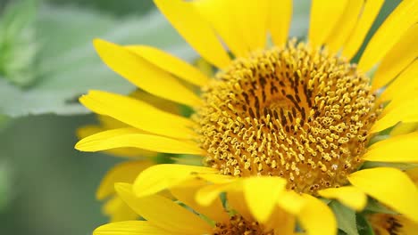 Sonnenblume-Wiegt-Sich-Im-Wind