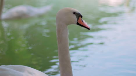 4k-Cámara-Lenta-Cerca-De-Un-Cisne-Nadando-Mirando-A-La-Cámara-Y-Girando-La-Cabeza-Con-Otro-Cisne-En-El-Fondo