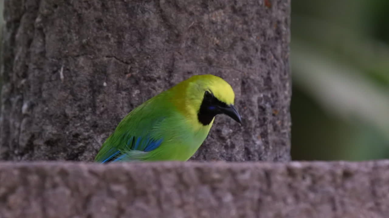 아름 다운 푸른 날개 달린 잎새 먹이 가까이