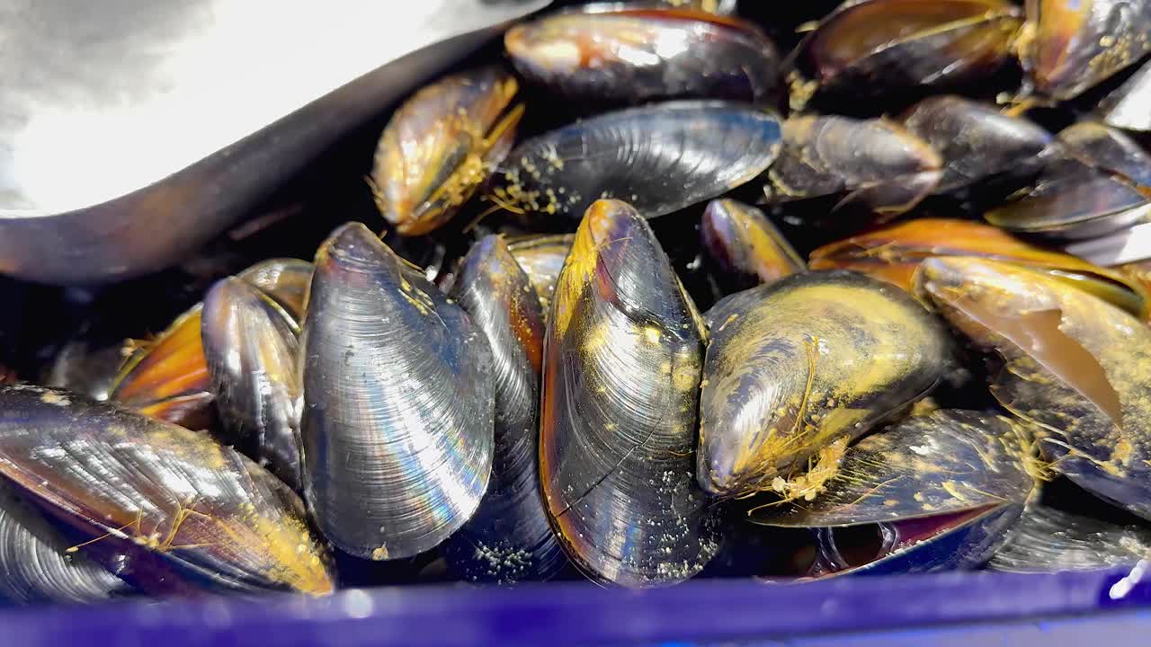 바쁜 해산물 시장 에 전시 된 조개