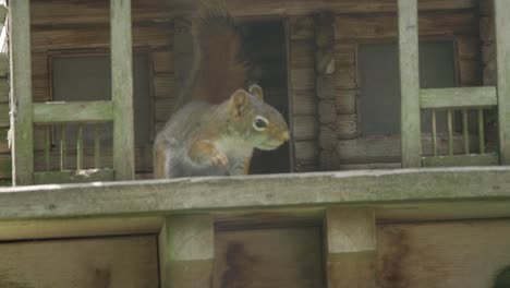 american red squirrel feeding on seed in a bird house