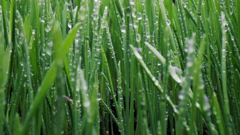 green grass close-up super macro shooting.