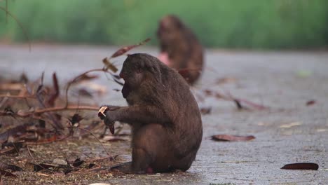 Stump-tailed-Macaque,-Macaca-arctoides,-foggy-rainy-day-at-Kaeng-Krachan-National-Park,-Thailand