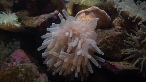 Primer-Plano-Anémona-De-Mar-Movimiento-Lento,-Arrecife-De-Coral---Bajo-El-Agua