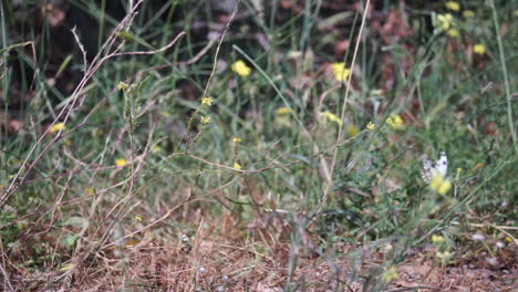 Imágenes-De-Una-Mariposa-En-Los-Campos-De-Kifissia,-Grecia-A-Cámara-Lenta