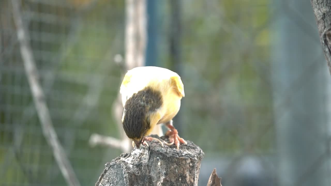 pájaro canario dentro de la jaula alimentándose y posándose sobre palos y alambres de madera