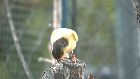 canary bird inside cage feeding and perch on wooden sticks and wires