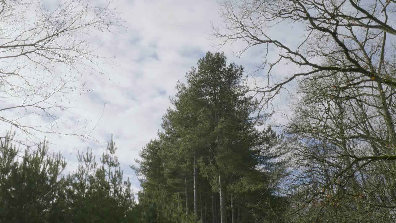 A beautiful view of a park with green trees and white clouds in the blue sky background
