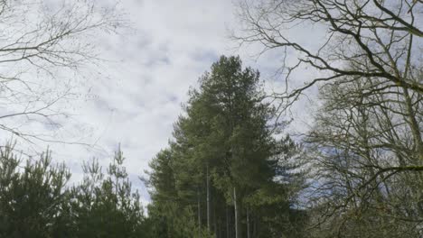 a beautiful view of a park with green trees and white clouds in the blue sky background