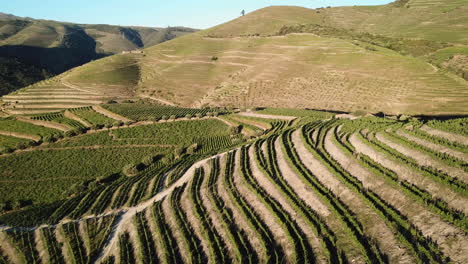 passing over rows of vines covering a hillside in the douro valley