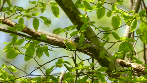 Eine-Ruhige-Nördliche-Parula,-Die-Auf-Einem-Ast-Sitzt-Und-Die-Umgebung-Betrachtet