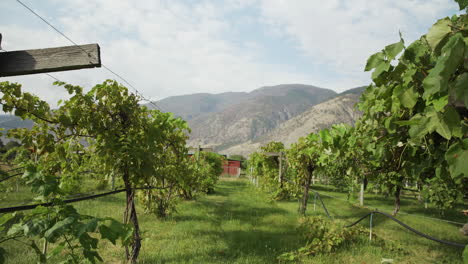 walking through a beautiful vineyard with mountains in the background