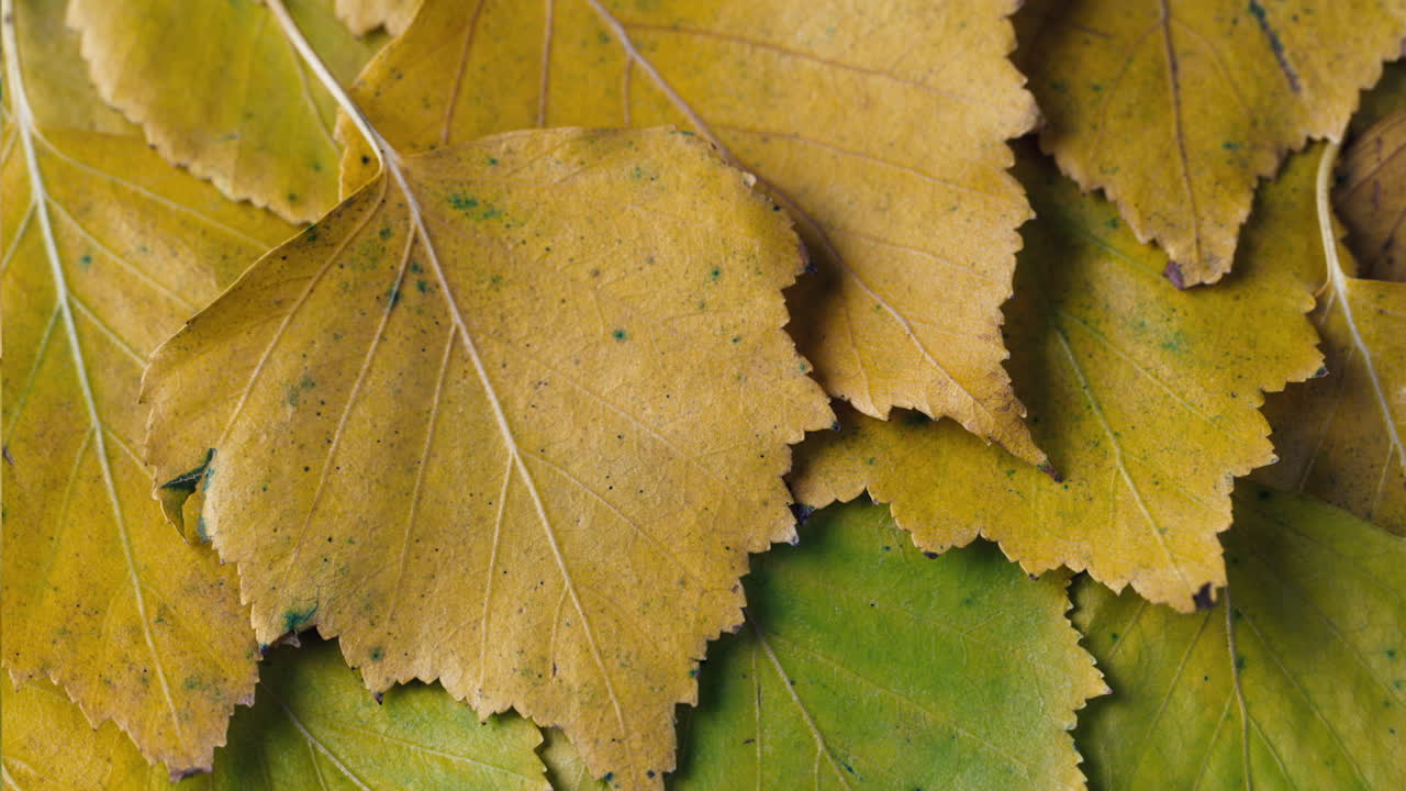 желтые листья улетают