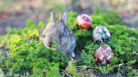 easter bunny and easter eggs on green grass field spring meadow