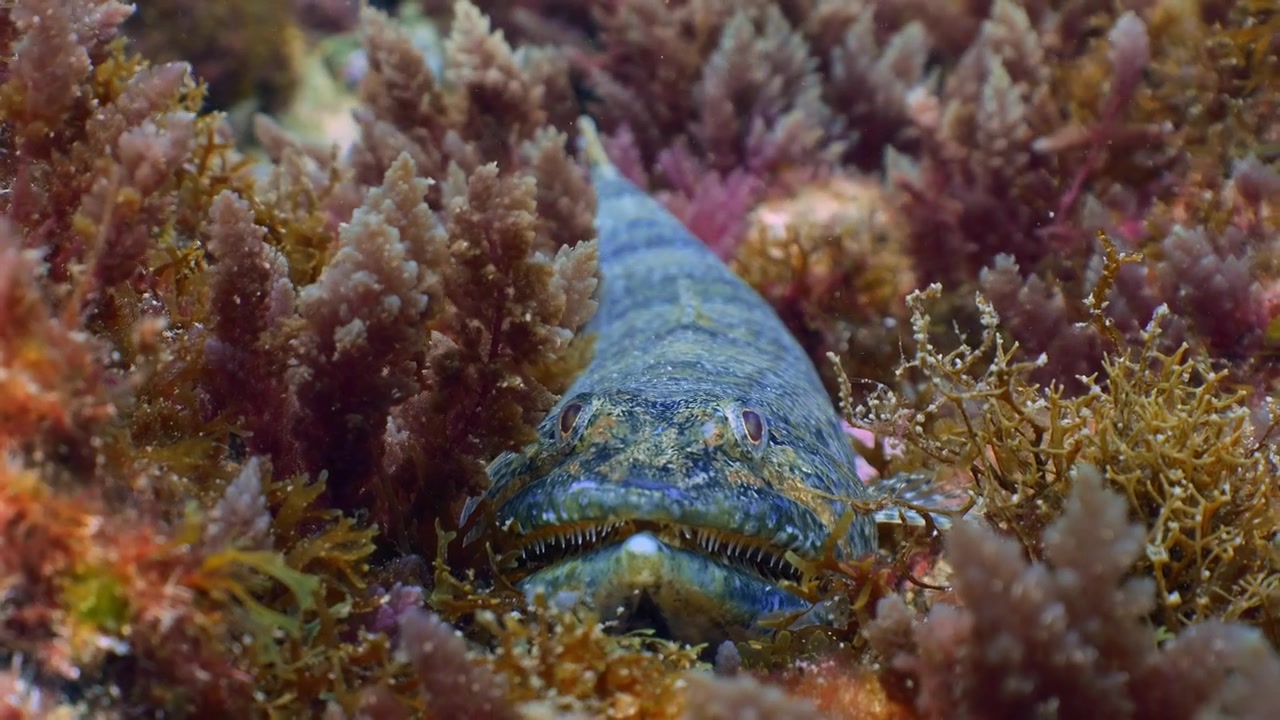 Pesce lucertola atlantico che riposa perfettamente mimetizzato su un fondale marino roccioso e sabbioso.