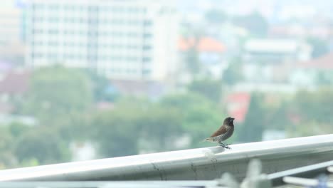 bird resting and observing from a high vantage point