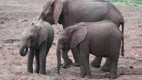 family of african bush elephants feeding outdoor in aberdare, kenya