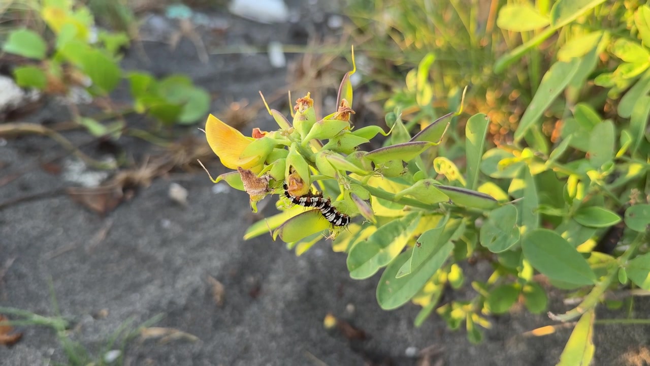 Primer plano de una oruga arrastrándose sobre una planta verde con flores amarillas