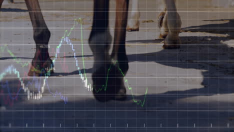 horse hooves walking on sunlit pavement while translucent financial charts overlaying percentages