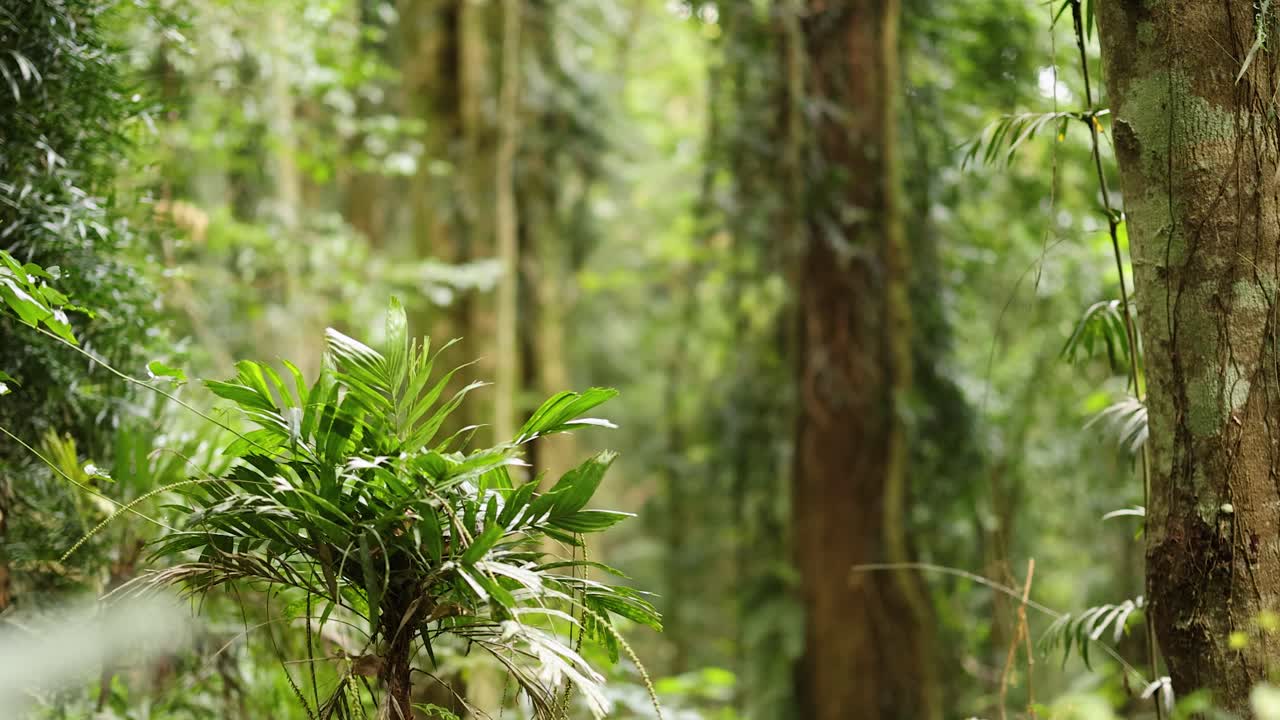 A tranquil forest environment with dense foliage and natural lighting, capturing the essence of untouched wilderness