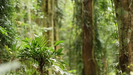 a tranquil forest environment with dense foliage and natural lighting, capturing the essence of untouched wilderness