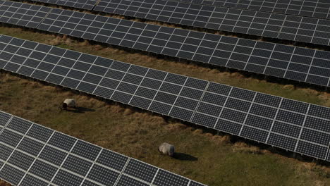 Vista-De-ángulo-Alto-Del-Grupo-De-Ovejas-Pastando-Alrededor-De-Paneles-Fotovoltaicos-En-El-Parque-Solar.-Concepto-De-Reducción-De-La-Huella-De-Carbono,-La-Ecología-Y-La-Energía-Verde