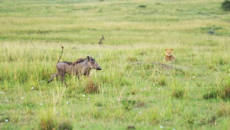 Zeitlupenaufnahme-Eines-Löwen,-Der-Sich-Einem-Warzenschwein-über-Einer-Leeren,-üppigen-Savanne-Nähert.-Ein-Junger-Löwe-Lernt,-Im-Rauen-Ökosystem-Des-Maasai-Mara-Nationalreservats-In-Kenia-Zu-Jagen,-Um-Zu-überleben