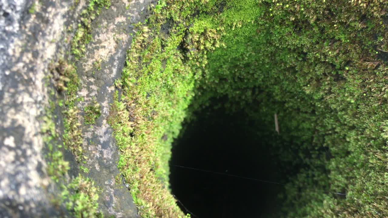 video de cerca al interior de una vieja chimenea inútil que está cubierta de algas