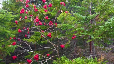 Primer-Plano-Aéreo-De-Cenizas-De-Montaña-De-Otoño-Con-Bayas,-New-Hampshire,-EE.UU.