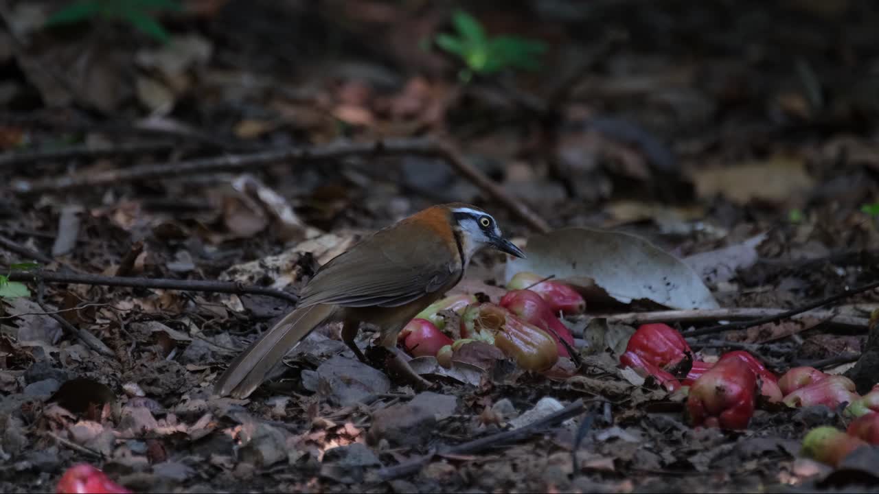 buscando alimento en la maleza del bosque, el torbellino de risa garrulax monileger está comiendo frutos podridos de manzana de rosa acuosa