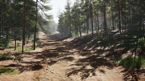 Sendero-Colorado-Entre-Los-Pinos-Con-Las-Montañas