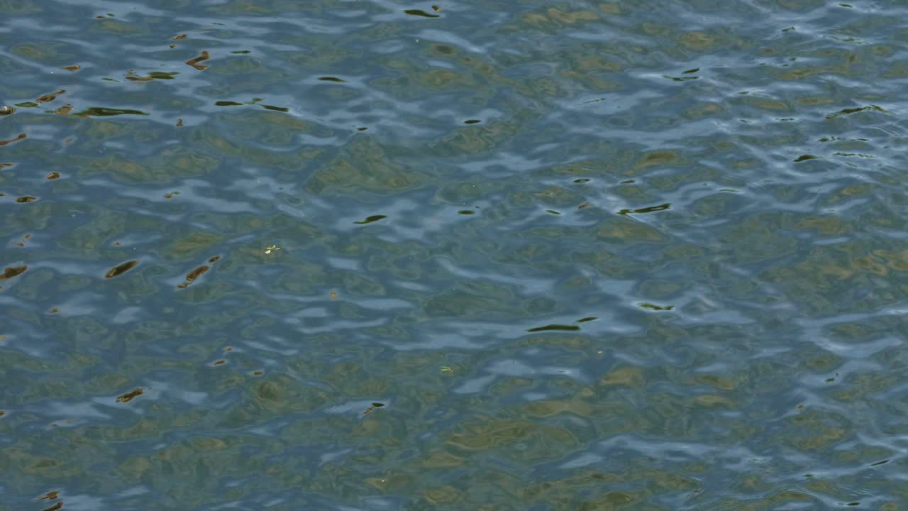 4K Water Ripples in River in Windsor