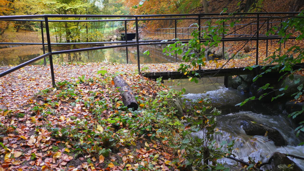 puente en el parque forestal de otoño