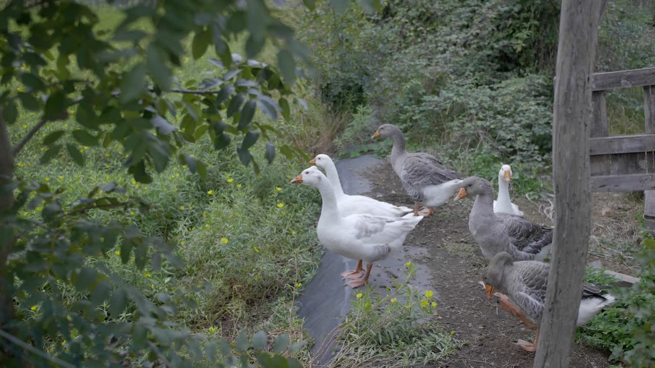 los gansos están parados frente a su casa