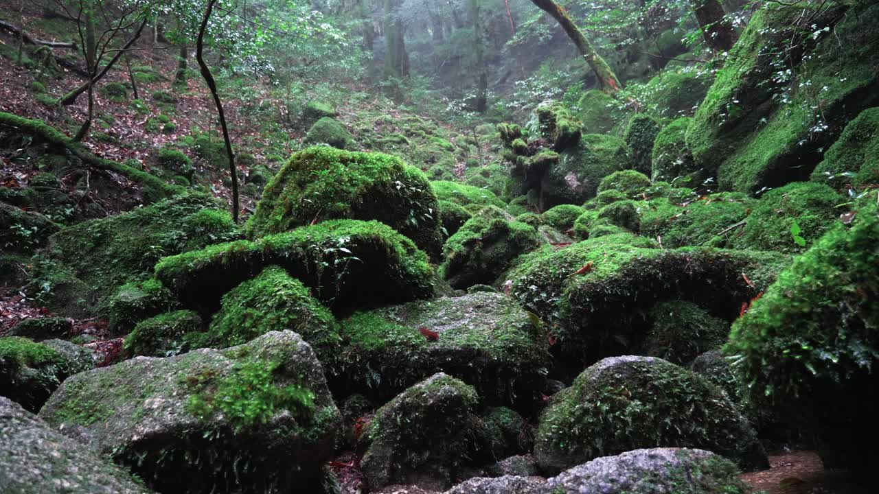 lluvia en el bosque verde mononoke, 4k lento