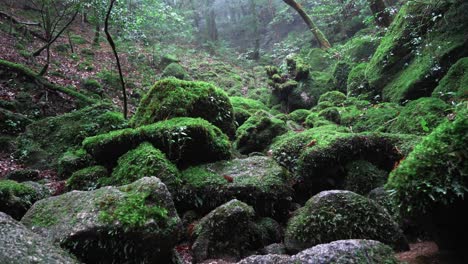 Lluvia-En-El-Bosque-Verde-Mononoke,-4k-Lento