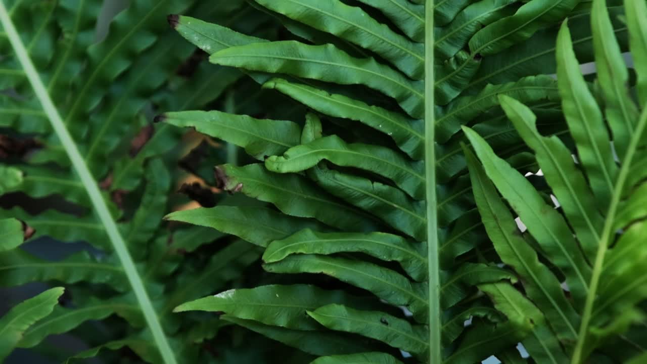 A lush, green fern moving in the wind