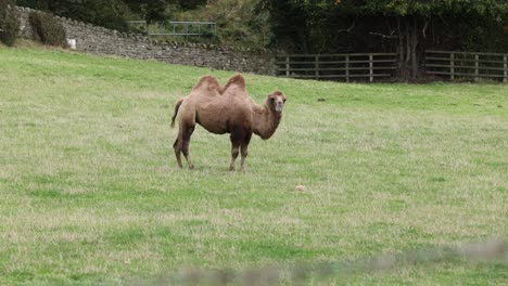 Handaufnahme-Von-Kamelen,-Die-Friedlich-Auf-Einem-Feld-In-England-Grasen