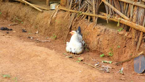 a mother hen sits in the dirt as her little chicks huddle under her for heat and protection peeking out from her feathers