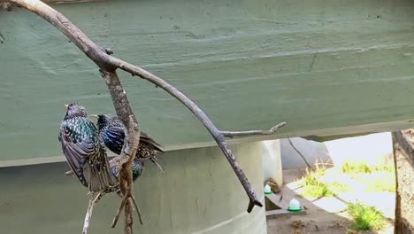 hermosos pájaros con un muste manchado negro se sientan juntos en una rama en un zoológico