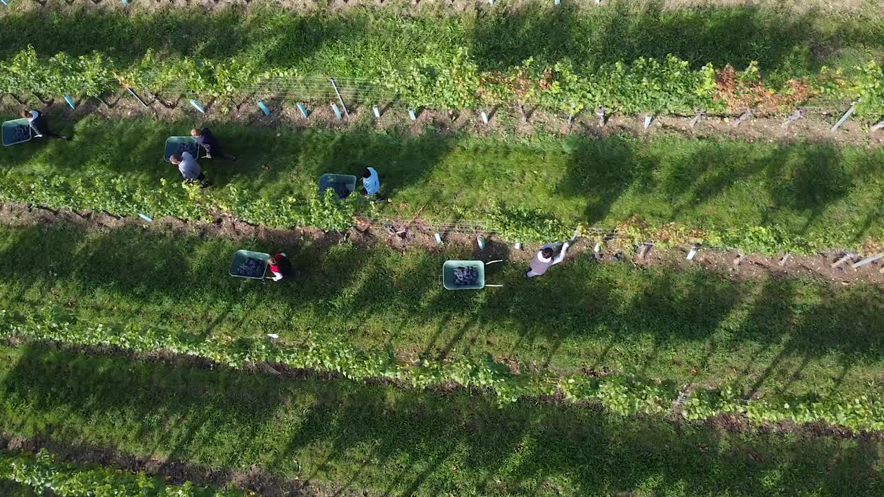vuelo de drones sobre viñedos y gente cosechando uvas