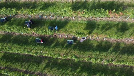 drone flight over vineyard and people are harvesting grapes