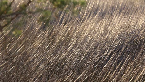 Tight-shot-of-Spartina-bakeri,-or-Marsh-Grass