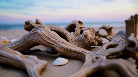 driftwood and seashells on a sandy beach at sunset