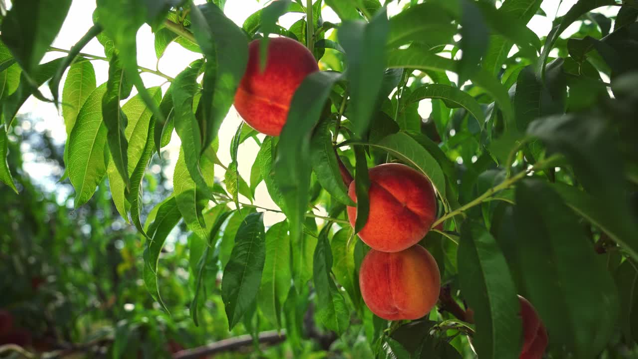 grandes melocotones jugosos en el árbol. agricultura. fabuloso huerto. luz solar mágica. frutas maduran en el sol.