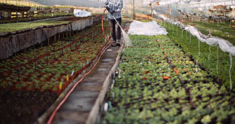 agriculture gardener watering flowers at greenhouse 3