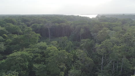 aerial shot of amazonian rainforest with river on the background