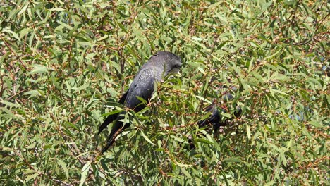 una cacatúa negra de cola roja del bosque hembra alimentándose en un árbol de jarrah